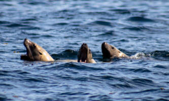 Out to sea expeditions 23