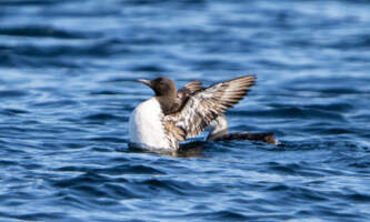 Out to sea expeditions 31