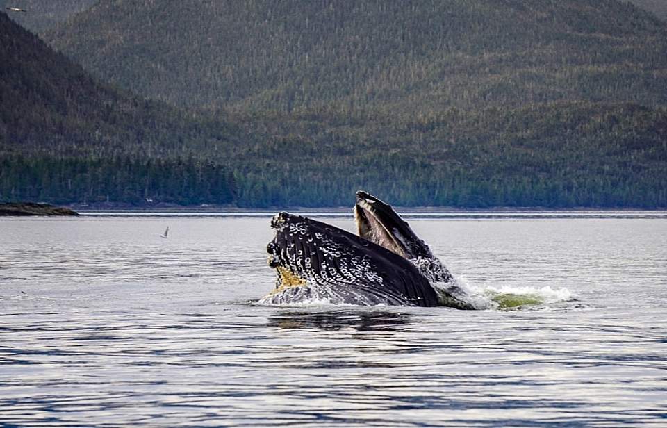 Zodiacs offer the ability to get closer to wildlife compared to larger boats