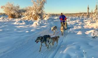 Leslie Paws for Adventure pics for Alaska Channel Nice Form Mushing school copy