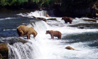 Alaska Brooks Falls Bear Cam Pratt Museum