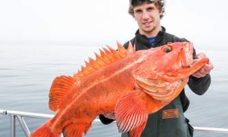 Steve Zernia Seward Yelloweye alaska profish n sea seward