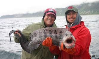 Steve Zernia Wolf Eel alaska profish n sea seward