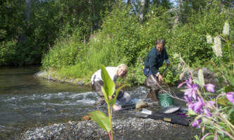 Gold n Raft Kenai River Backcountry fireweed backcountry Copy