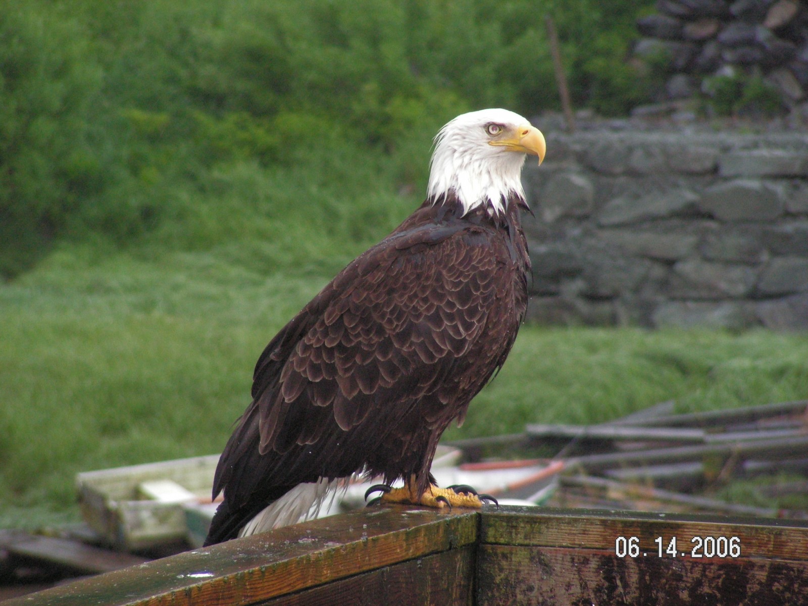 Rainforest Sanctuary, Totem Park & Eagles Tour …