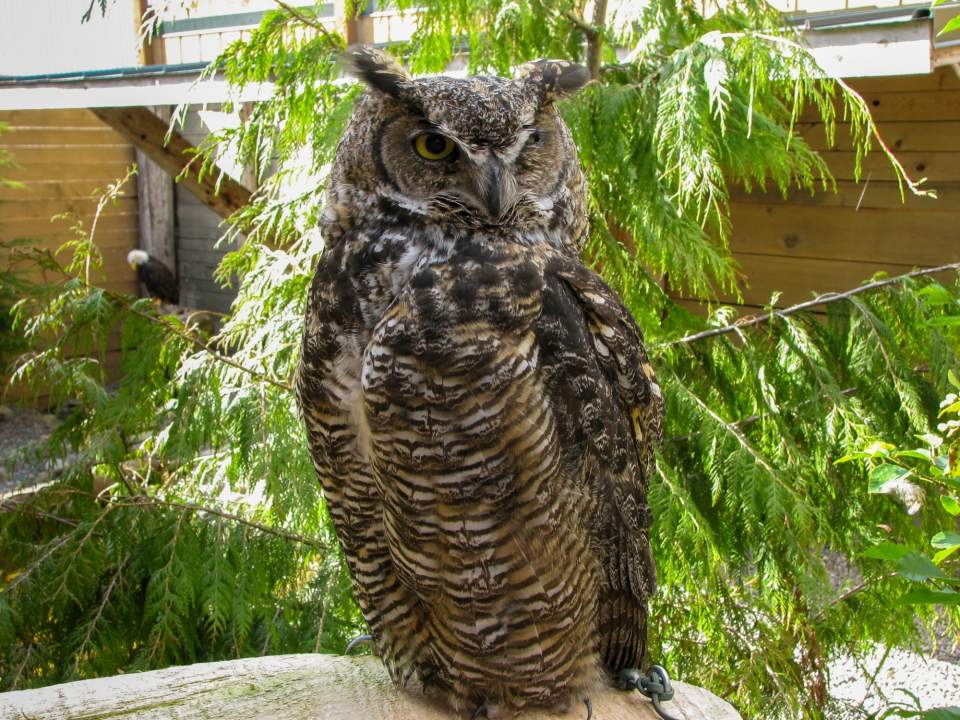 An owl perched on a branch in the Rainforest Sanctuary, Totem Park, & Eagles.