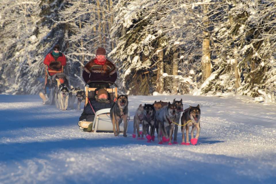 Mushers and their dogs sledding through the snow.