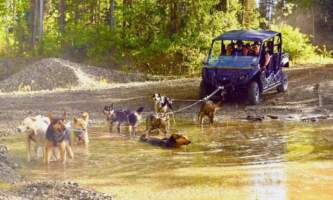 Alaskan sled dog adventures