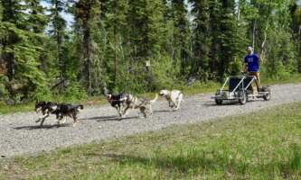 Dog sledding Fairbanks 1