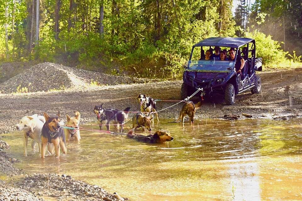 Dogs pause to cool off during a summer trail run with Rod's Alaskan Guide Service