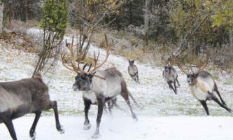 Running Reindeer Ranch IMG 3747 Lexi Norris