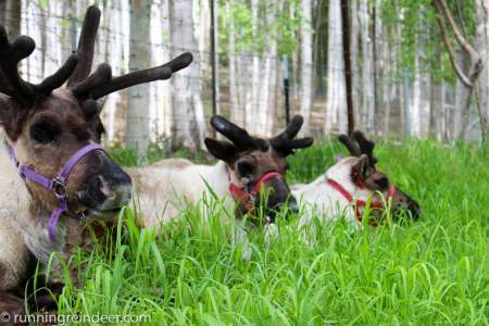 Running Reindeer Ranch