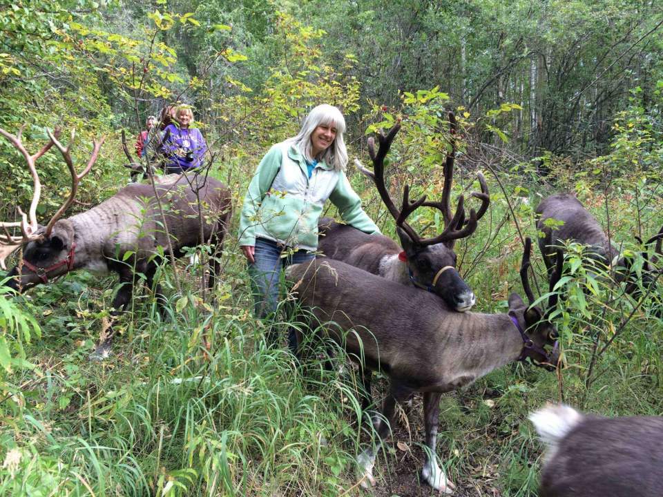 Owner walks with reindeer during the summer