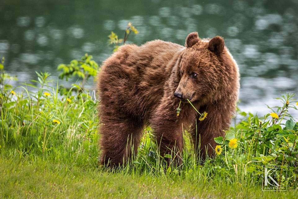brown bear and dandelions by river