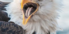 Rainbow Glacier Adventures Photography & Wildlife Tours