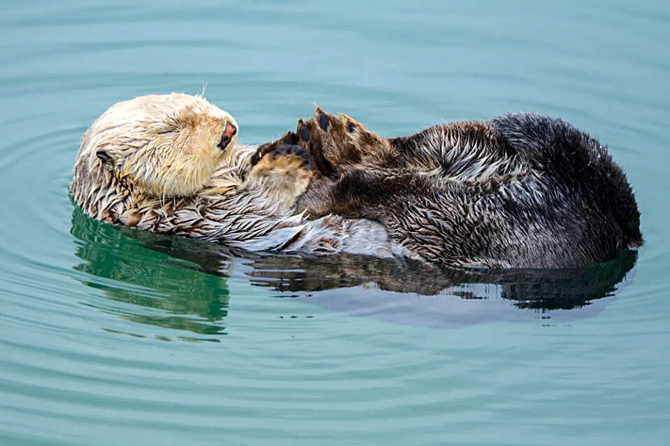 A curious sea otter floats by during a calm stretch of the wildlife tour.