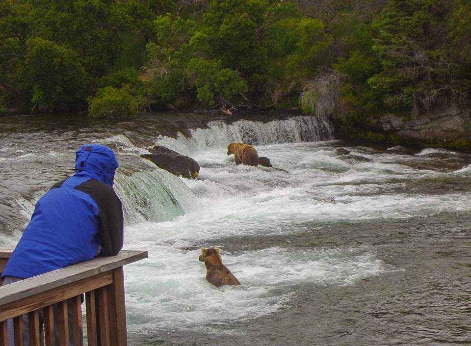 A person in a blue rain jacket leans on a rail from an observation deck to watch bears catch fish in the water.