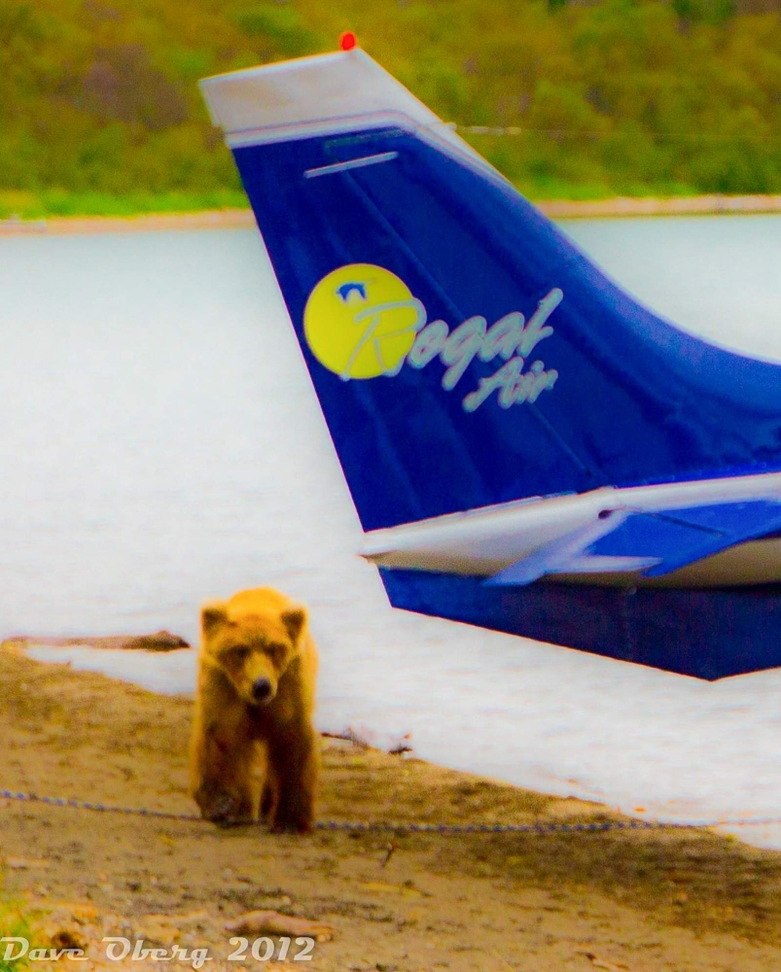 air bear travel