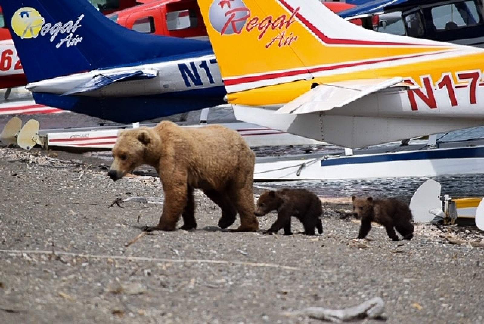 air bear travel tours
