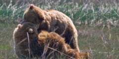 Regal Air Bear Viewing