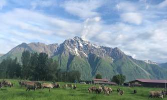 Reindeer Farm 16607778 C85 B 43 E4 B803 6 A628 D4 D282 E