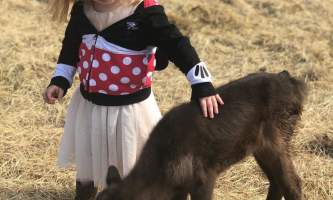 Reindeer Farm IMG 8111