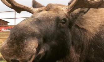 Reindeer Farm IMG 8116