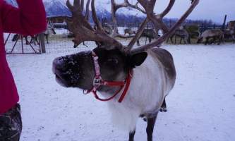 Reindeer Farm IMG 8117