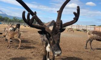 Reindeer Farm IMG 6115