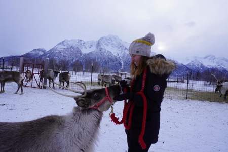 Reindeer Farm