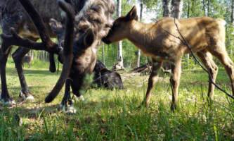 Talkeetna reindeer grove 10