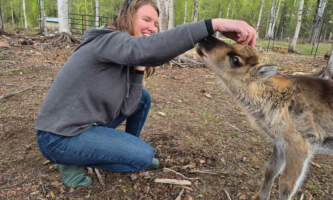 Talkeetna reindeer grove 11