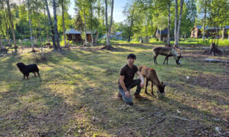 Talkeetna reindeer grove 12