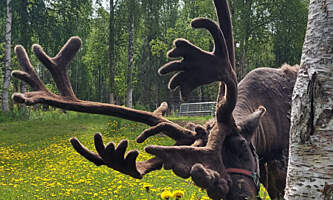 Talkeetna reindeer grove 15