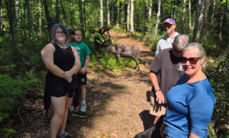 Talkeetna reindeer grove 16