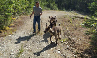 Talkeetna reindeer grove 18