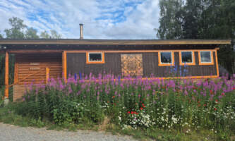 Talkeetna reindeer grove 22