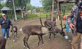 Talkeetna reindeer grove 23