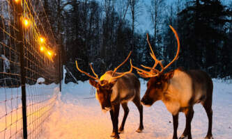 Talkeetna reindeer grove 24