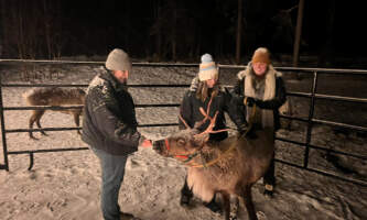 Talkeetna reindeer grove 25