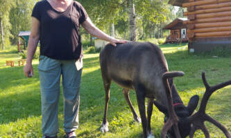 Talkeetna reindeer grove 3