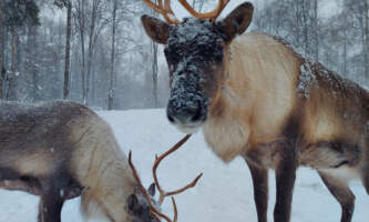 Talkeetna reindeer grove 5