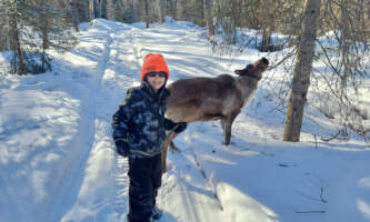 Talkeetna reindeer grove 6