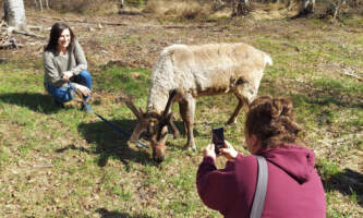Talkeetna reindeer grove 7