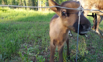 Talkeetna reindeer grove 9