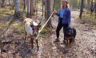 Talkeetna reindeer grove