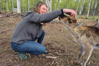 Talkeetna reindeer grove 11