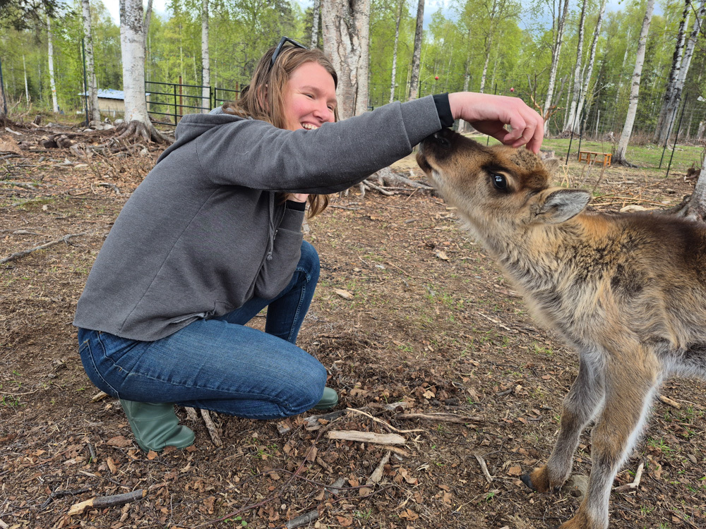 Up close with Alaska’s wildlife—Mindy pets a calm, curious reindeer.