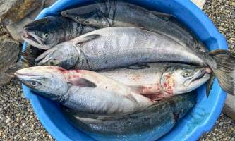 Running Fox Tour Co IMG 0401 Carol Hobbs