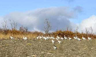 Running Fox Tour Co IMG 1664 Carol Hobbs